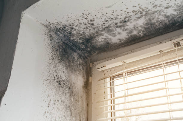 Affordable Mold Cleanup solutions in Markham, IL